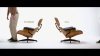 Eames Lounge Chair and Ottoman